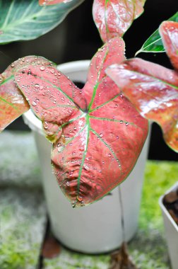 Caladium Yeni Dalga Kabarcığı, Caladium çift renkli Havalandırma veya Alocasia makro hizos veya Caladium bicolor veya pembe yaprak ve Colocasia esculenta