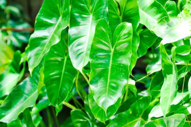 Philodendron Burle Marxii, Philodendron bitkisi veya yeşil yaprak arkaplanı