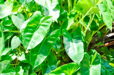 Philodendron Burle Marxii, Philodendron bitkisi veya yeşil yaprak arkaplanı