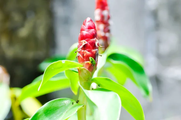 Cheilocostus Speciosus Costaceae Cane Reed Crape Ginger Malay Ginger Spiral — Φωτογραφία Αρχείου