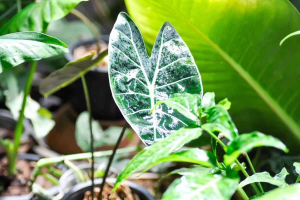 Alocasia Longiloba Colocasia Zwarte Satun Zwarte Satun Colocasia Plant — Stockfoto