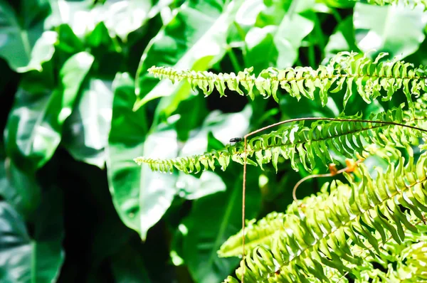 Fishbone Fern Eller Sword Fern Ormbunksväxt Trädgården — Stockfoto