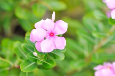 Cape Periwinkle, Bringht Eye veya Indian Periwinkle veya Madagaskar veya ludwigia Adscendens veya menekşe çiçeği