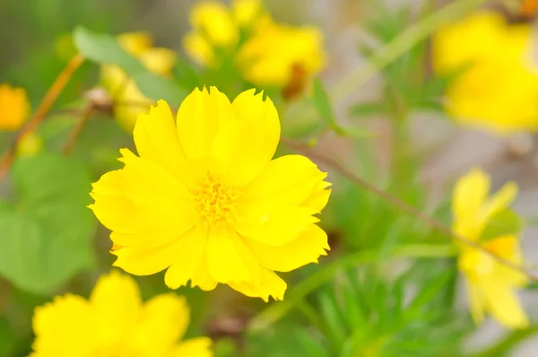 Cosmos Sulfuroso Flor Cosmos Flor Aster Mexicana Amarelo Cosmos Sulfuroso — Fotografia de Stock