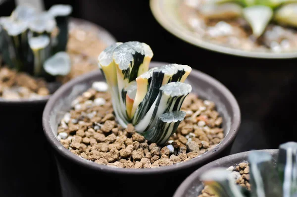 Haworthia Haworthia Truncata Cactus Bicolor Haworthia ในหม อดอกไม — ภาพถ่ายสต็อก