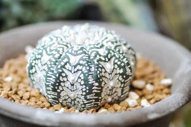 astrophytum asterias miracle , Astrophytum cactus in the flower pot or Astrophytum plant or succulent or astrophytum asterias hanazono or astrophytum asterias super kabuto