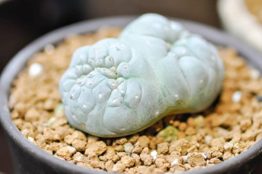 Peyote cactus or Lophophora williamsii , Peyote Lophophora williamsii or cactus or succulent
