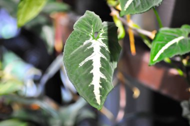Araceae, Syngonium wendlandii Schott or Syngonium plant