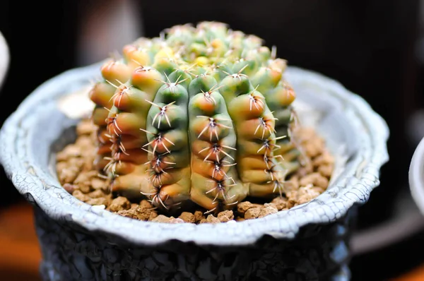 Gymnocalycium Gymnocalycium Mihanovichii Cactus Suculentas —  Fotos de Stock