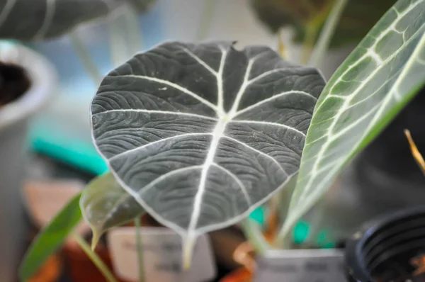 Alocasia reginula Black Velvet veya Alocasia Black Velvet, Alocasia bitkisi veya Alocasia reginula Black Velvet Ninja
