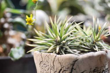 Haworthia limitfolia çeşitliliği, haworthia arachnoidea veya Haworthia limifolia veya Haworthia Capillaris, kaktüs veya sulu