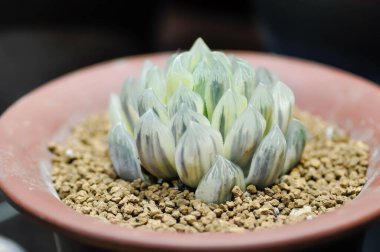 Haworthia ,Haworthia tsukikage or cactus or succulent plant