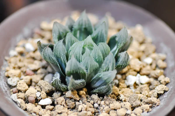 Haworthia Haworthia Tsukikage Cactus Succulent Plant — Stockfoto