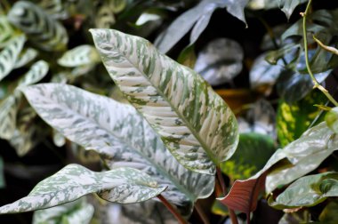 Aglaonema veya Araceae, aglaonena tevazu Schott veya Silver Evergreen veya iki renkli Aglaonema veya Dieffenbachia bitkisi