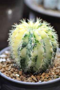 Echinopsis, Echinopsis calochlora veya eriocactus leninghausii veya Echinopsis subdenudata veya kaktüs veya succulent veya bicolor cactus