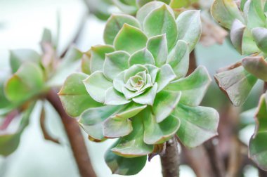 Lezzetli, küçük bitki veya kaktüs veya Haworthia, Haworthia akanko bitkisi