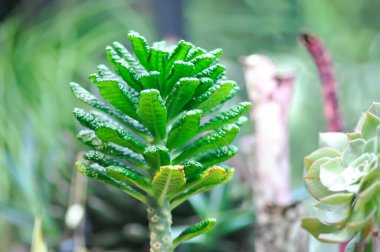Lezzetli, küçük bitki veya kaktüs veya Haworthia, Haworthia akanko bitkisi