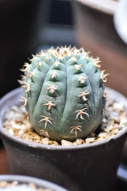Kaktüs, Coryphantha veya Coryphantha Fil veya kaktüs veya sulu bitki.