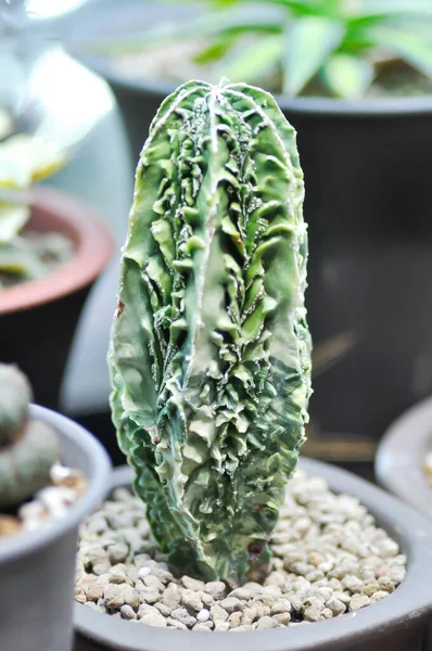 Cactus Plant Succulent — 图库照片