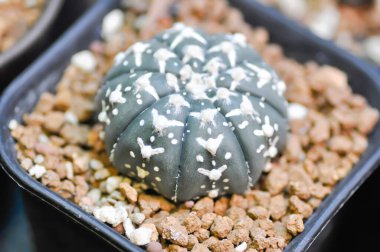 astrophytum asterias miracle , Astrophytum or succulent or astrophytum asterias hanazono or astrophytum asterias super kabuto cactus