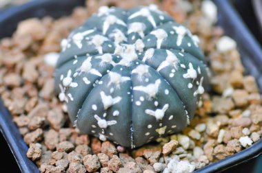 astrophytum asterias miracle , Astrophytum or succulent or astrophytum asterias hanazono or astrophytum asterias super kabuto cactus