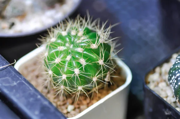 Cactus Cactus Plant Pot — Stock Photo, Image