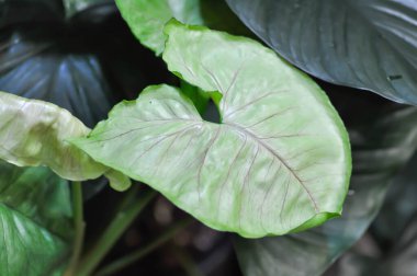 Pink Syngonium or Syngonium podophyllum, Arrowhead Vine or Goosefoot Plant or Araceae plant
