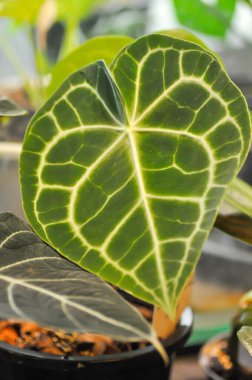 Anthurium clarinervium, Anthurium crystallinum veya Anthurium hybrid veya yeşil yaprak