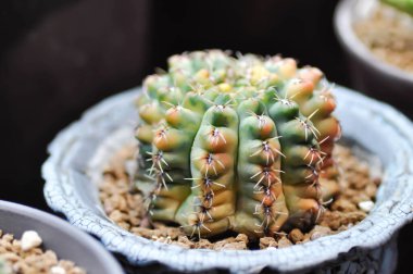Gymnocalycium, Gymnocalycium mihanovichii veya kaktüs veya succulent veya bicolor kaktüs
