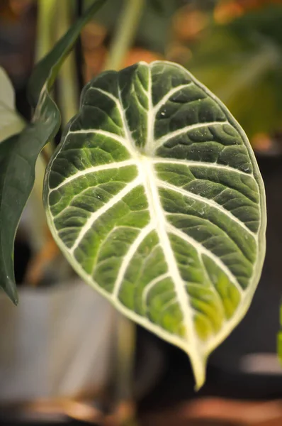 Alocasia Reginula Terciopelo Negro Alocasia Terciopelo Negro Alocasia Planta Alocasia — Foto de Stock