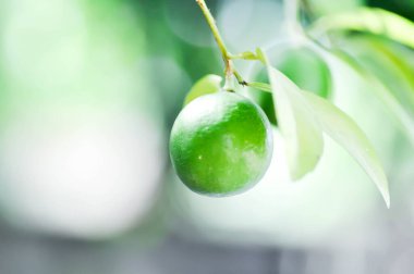 limon, misket limonu veya limon ağacı