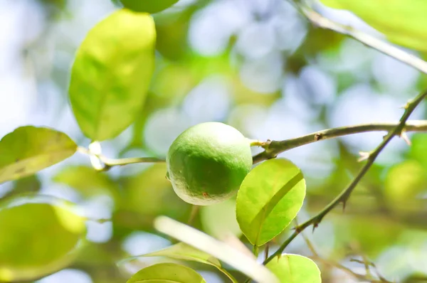 Lime Lime Plant Lemon Lemon Tree — Stok fotoğraf