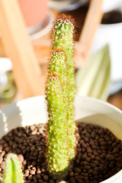 Cactus Eriocereus Harrisia Jusbertii Cactus Fairytale Castle Cereus Peruvianus Succulent — Stock Photo, Image