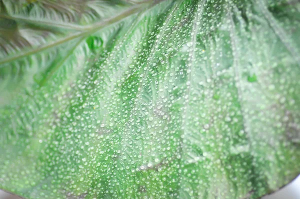 Colocasia Gota Rocío Colocasia Diamond Head Colocasia Cabeza Diamante Planta — Foto de Stock