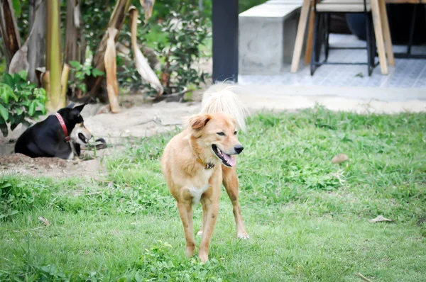 Собака Дома Две Собаки Полу — стоковое фото