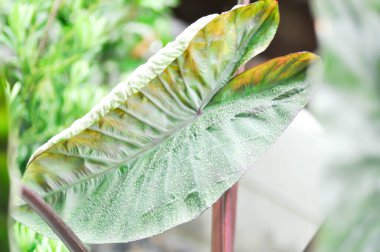 Colocasia and dew drop or Colocasia Diamond Head, diamond head colocasia or Araceae plant