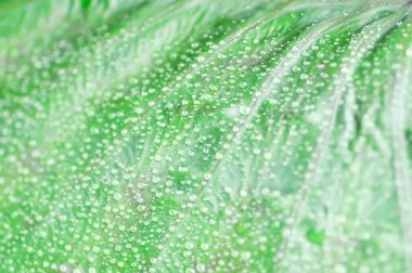 Colocasia ve çiy damlası veya Colocasia Diamond Head, Diamond Head Colocasia veya Araceae bitkisi