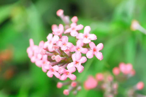 Panama Rose Arachnothryx Leucophylla Rubiaceae Pink Flower — Stock Photo, Image