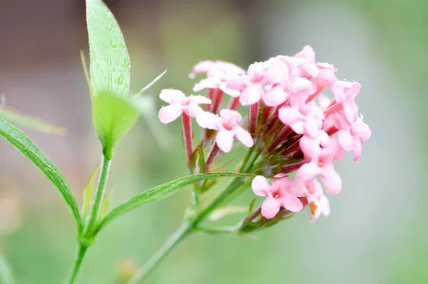 Panama Rose Arachnothryx Leucophylla Rubiaceae Pink Flower Dew Drop — Foto de Stock