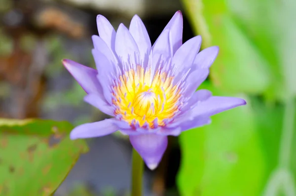 lotus or purple lotus or Water Lily or Nymphaea lotus, purple flower