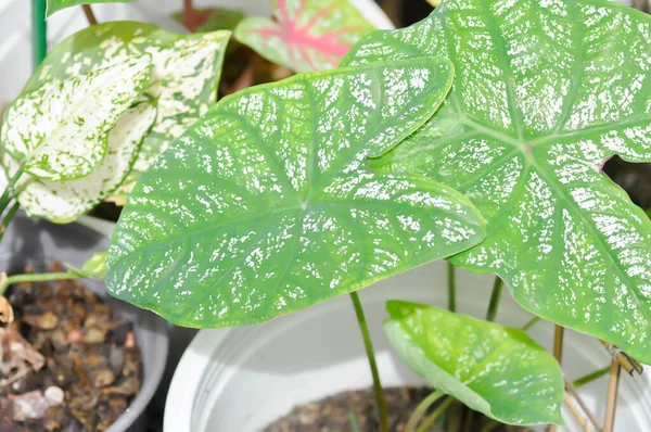 Anielskie Skrzydło Caladium Lub Candidum Caladium Bicolor Lub Araceae Plant — Zdjęcie stockowe