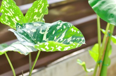 Caladium praetermissum, Colocasia esculenta, Colocasia Hilo Beauty veya kaladyum bitki veya Caladium bicolor