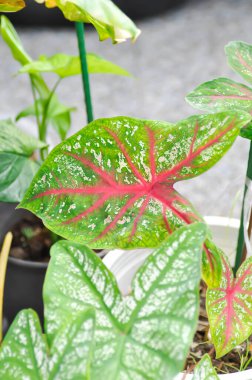 Caladium, Caladium Bicolor Vent veya Caladium bicolor veya pembe yaprak veya iki renkli menfez