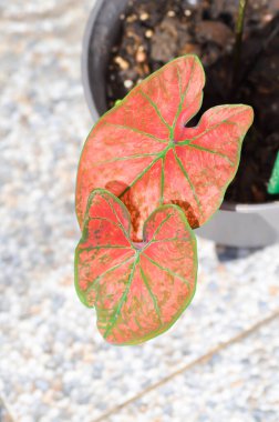 Caladium, Caladium Bicolor Vent veya Caladium bicolor veya Pembe Kaladyum Bitkisi