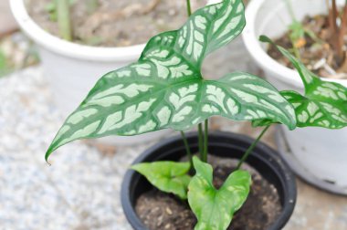 Cercestis mirabilis, Rhektophyllum mirabile veya ARACEAE bitkisi