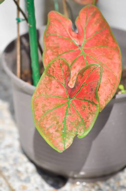 Caladium, Caladium Bicolor Vent veya Caladium bicolor veya Pembe Kaladyum Bitkisi