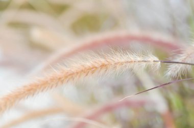 Afrika Çeşme Çimi, Pembe Çimen veya Pennisetum Polistachyon Schult bitkisi