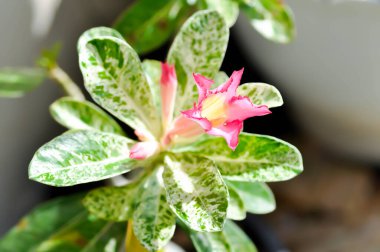 Adenyum obesum, Roem ve Schult veya Impala Lily veya Pembe Bignonia veya Sahte Azalea bitkisi