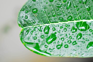 Plumeria, Frangipani ya da Tapınak ağacı ya da yaprakların üzerine yağmur damlası ya da Plumeria yaprağı