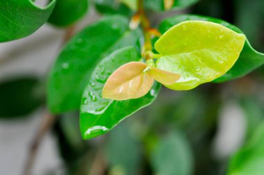 Ficus pumila üzerine yağmur damlası ya da tırmanan incir bitkisi